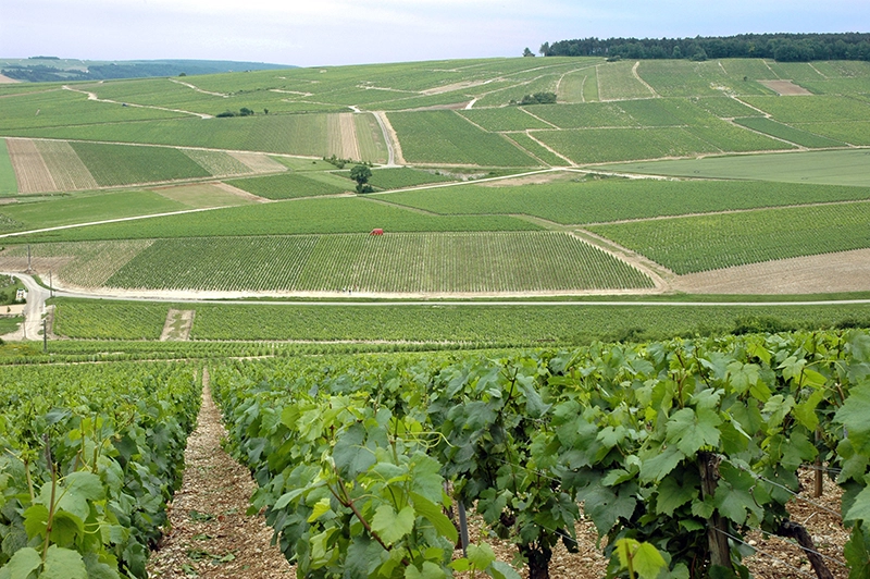 À la découverte du Chablisien 